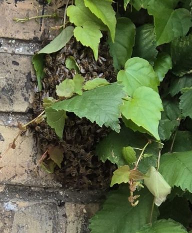 Ein Nistplatz mit Pflanzen und vielen kleinen Insekten an einer Ziegelwand.