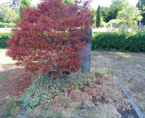 Roter Ahornbaum neben einer Steinplatte in einem Garten.